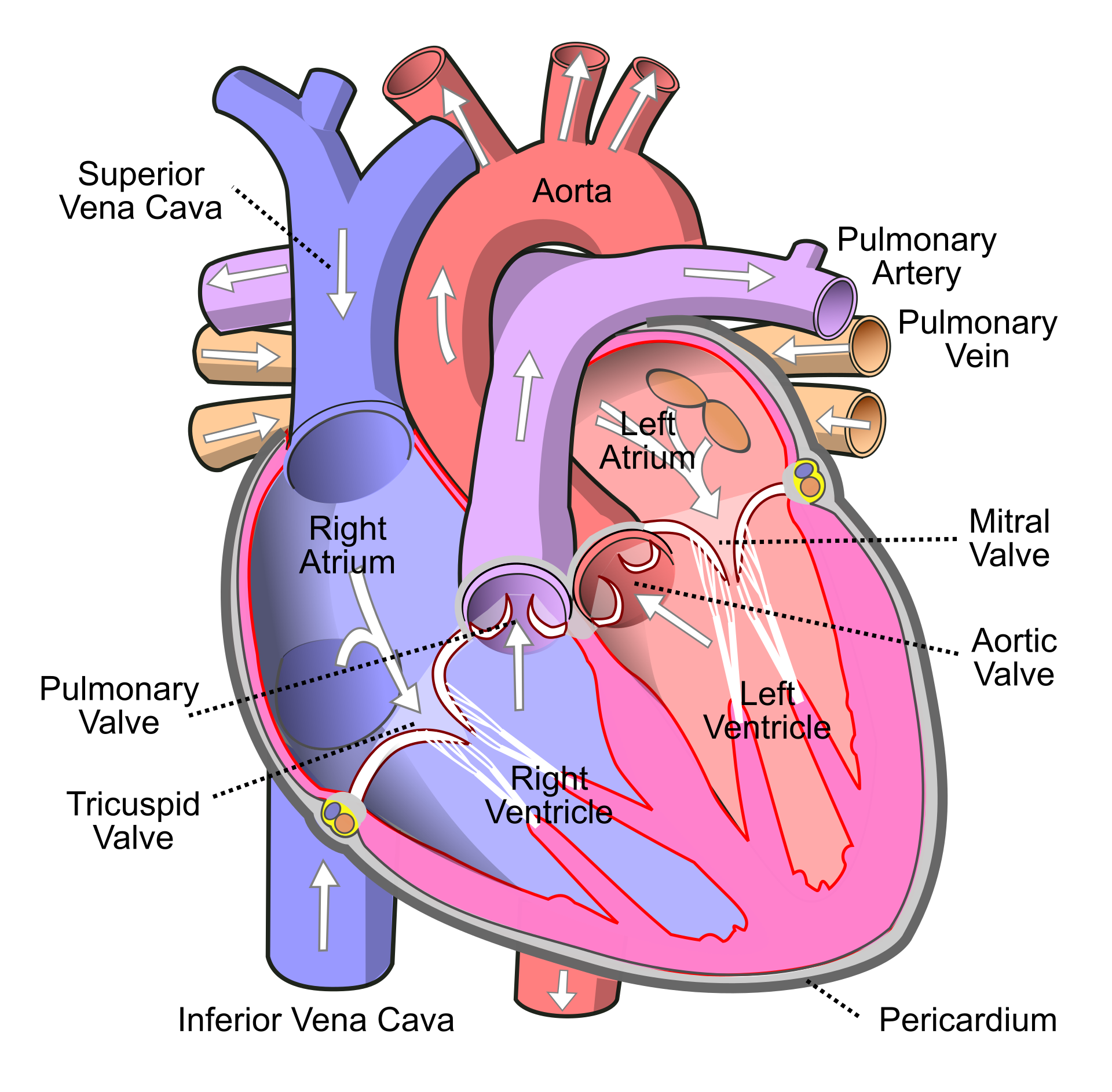 Representation of the heart