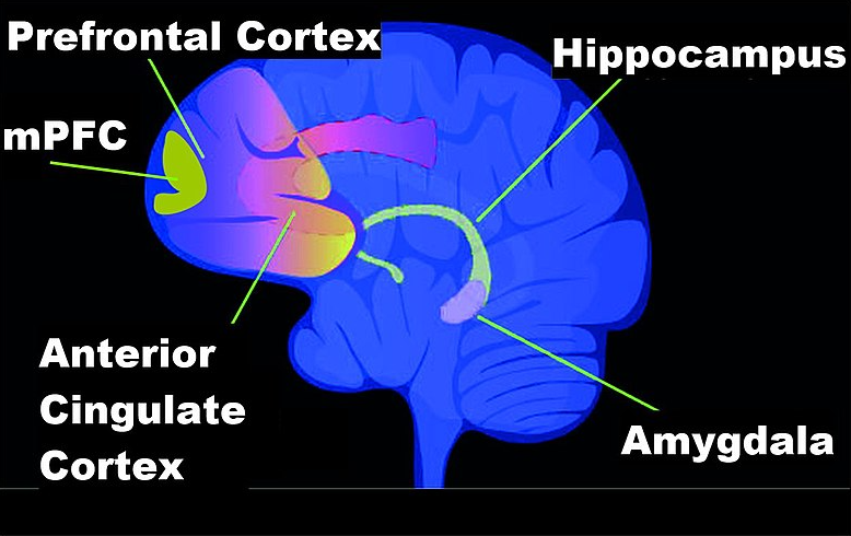Brain regions involved in memory formation. (Source: Wikipedia)