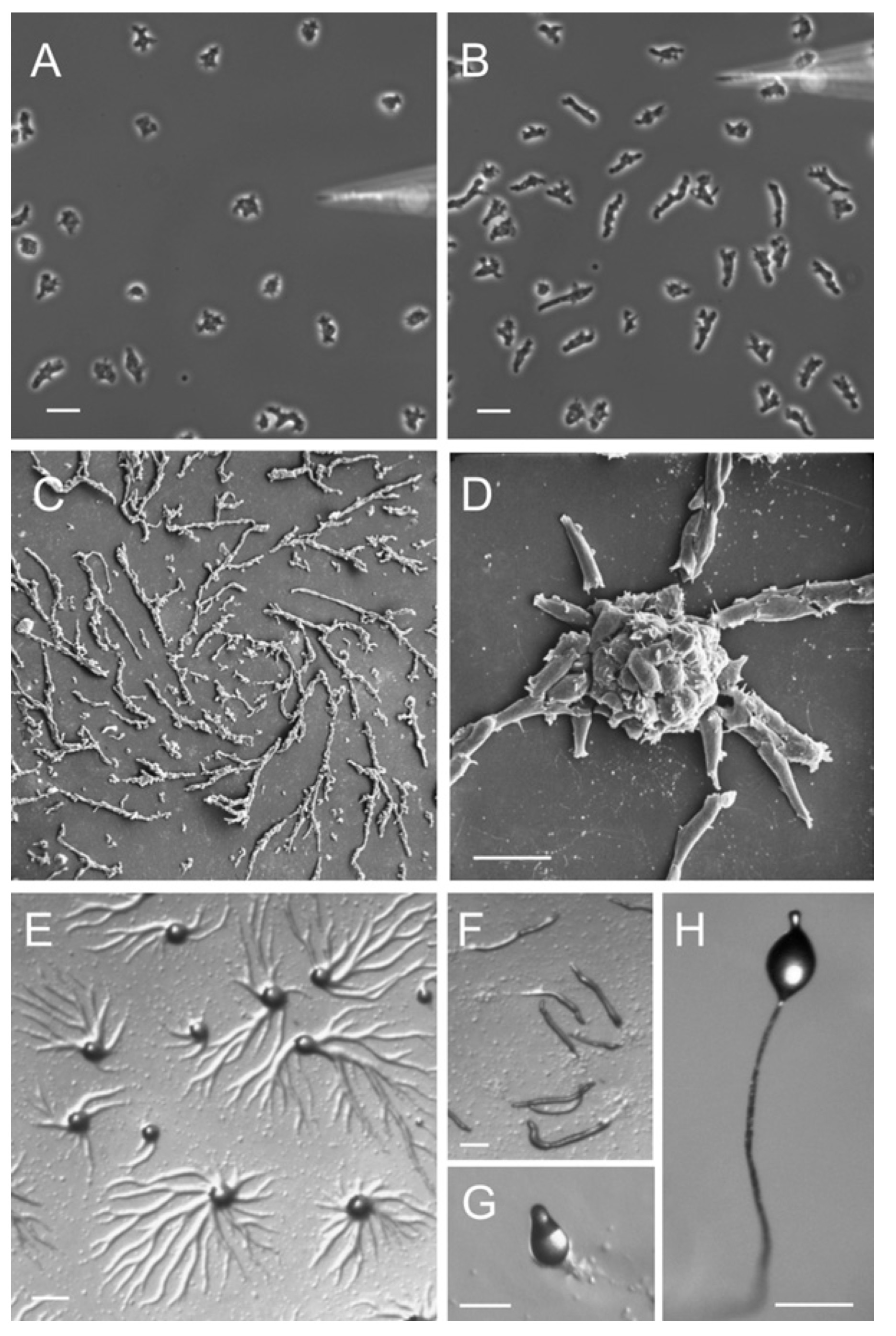 Stages of Dictyostelium lifecycle. (A - B) Dictyostelium cells chemotaxing toward cAMP released from a micropipette. Cells that have not yet sensed cAMP are shown in (A). Within 1 or 2 min the cells polarize and migrate toward the source of chemoattractant (B). (C - D) Scanning electron micrograph of streaming Dictyostelium cells (C) and the formation of aggregates (D). (E) Formation of aggregation centers on an agar plate. (F) Slugs moving on an agar plate. (G) Culmination stage. (H) Fruiting body. Figure from Müller-Taubergen et al. 2012