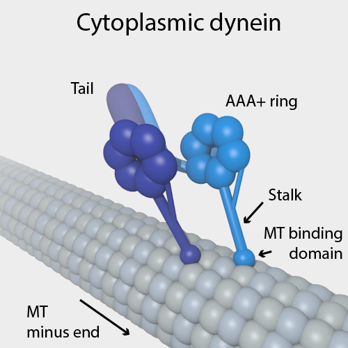 Microtubulus (long filamentous protein) with Dynein "motor" protein attached (Source:  Wikipedia)