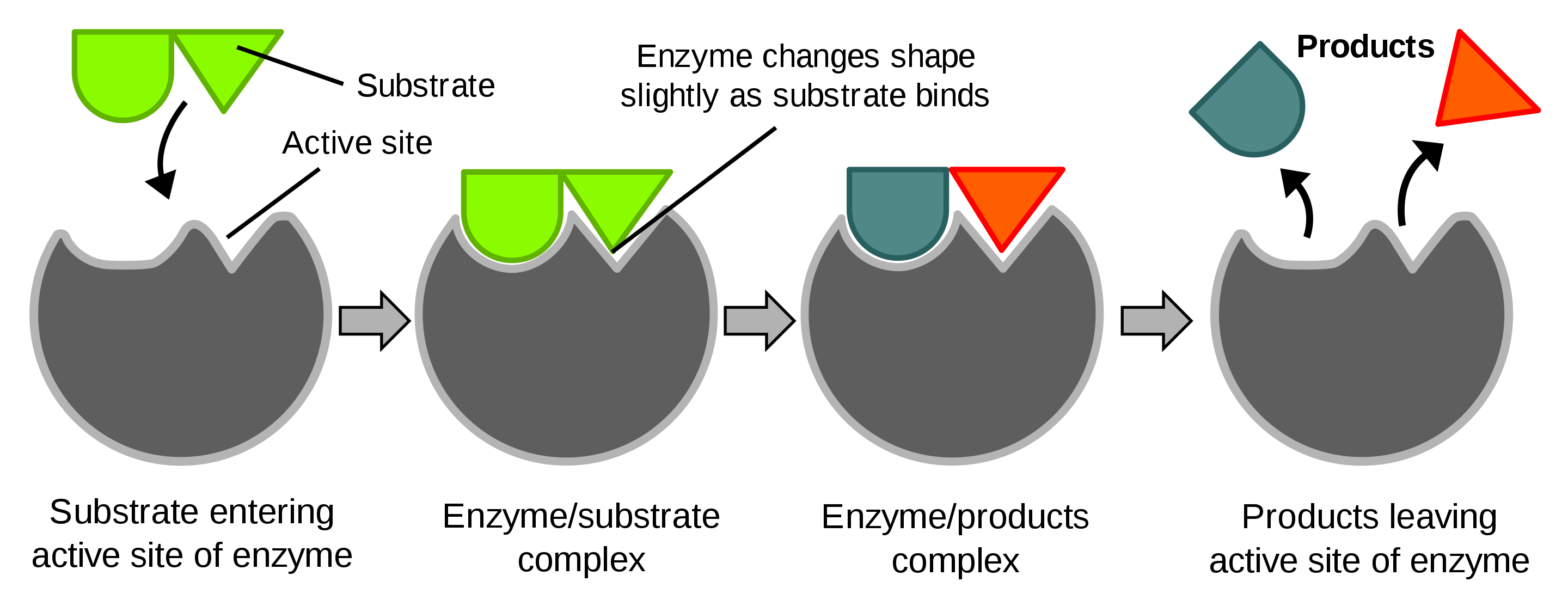 Diagram of a protein performing an enzyme action (Source: Wikipedia)