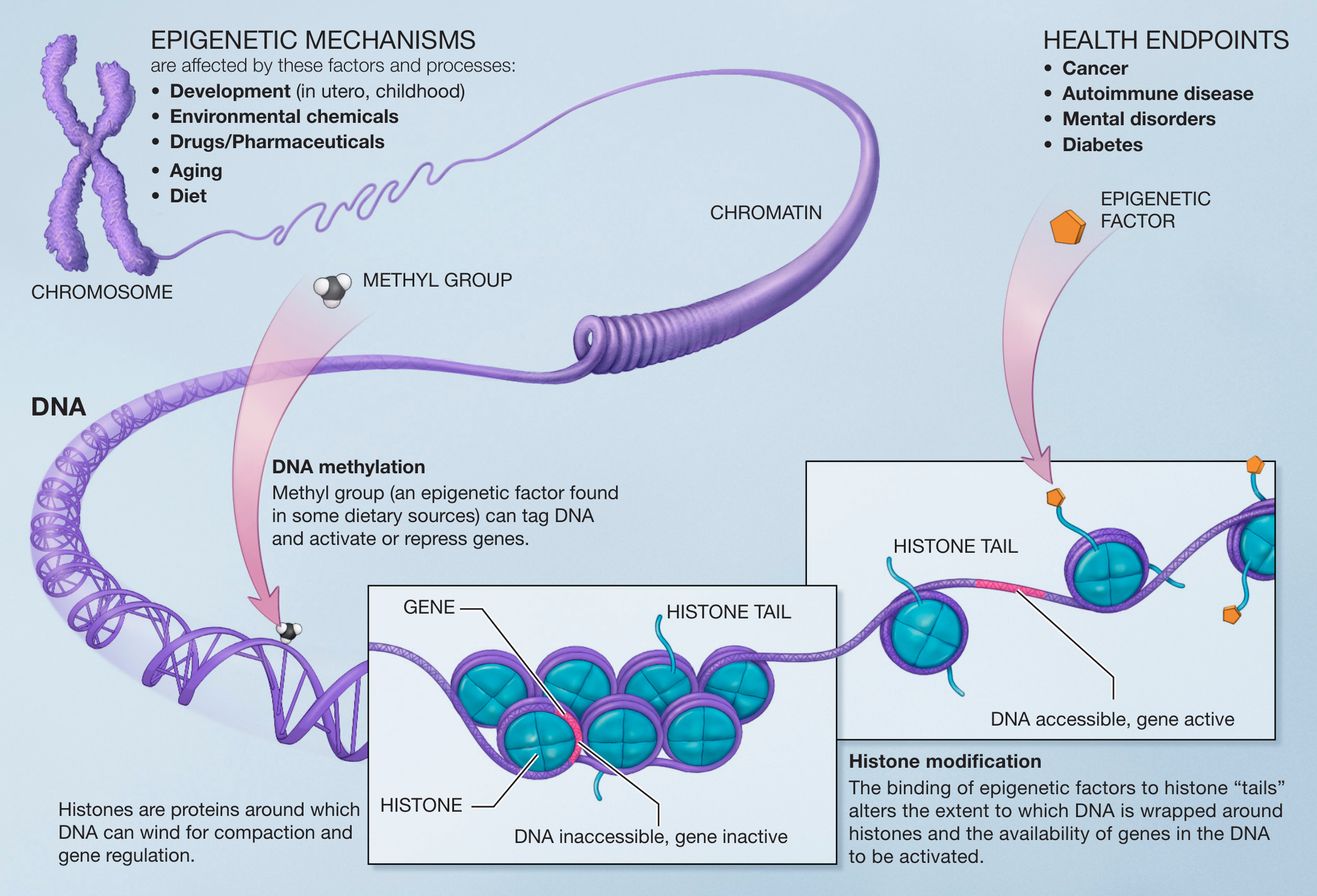 Principes of epigenetics. Small molecules, epigenetic markers, interact with the DNA and histones. They can cause a gene to be accessible or inaccessible for RNA transcription (Source: NIH, Wikipedia)