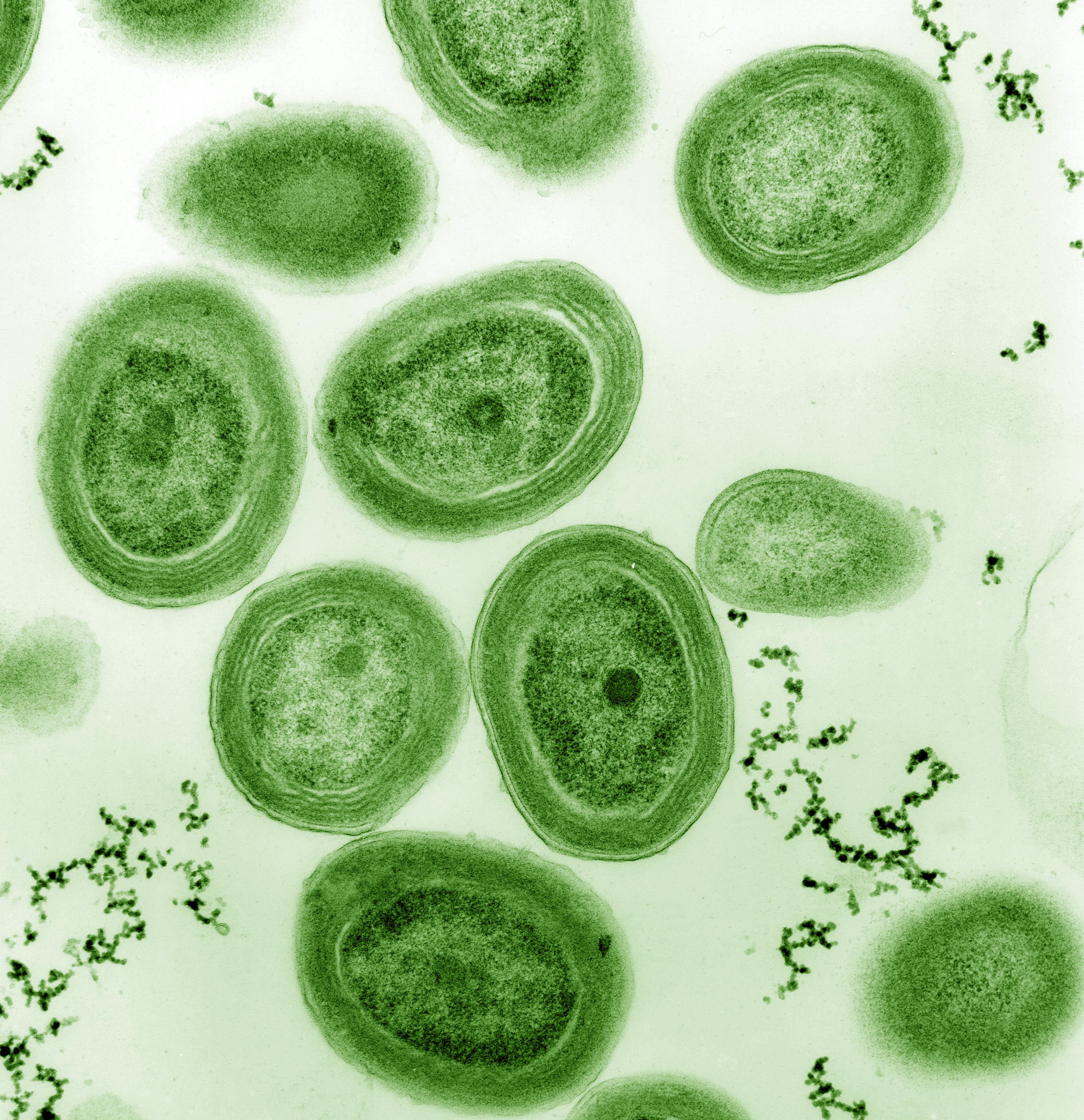 Cyanobacteria, unicellullar organisms that can perform photosynthesis. They were key in the development of life and radically changed Earth by releasing oxygen to our atmosphere (Source: Chisholm Lab, Wikipedia)