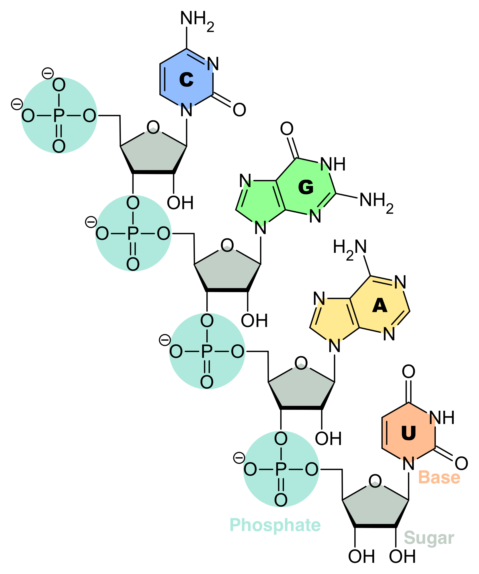 RNA is a polymeric molecule with various biological roles in coding, decoding, regulation and expression of genes. RNA consists of a chain of nucleotides. Each nucleotide is build from a ribose sugar that forms the backbone of the RNA  polymer, a phosphate group that is used to connect the ribose sugar molecules and a base adenine (A), cytosine (C), guanine (G) or uracil (U) that are the carriers of information. The bases can form hydrogen bonds between cytosine and guanine, between adenine and uracil, and, between adenine and thymine (a base from DNA) (Source: Adapted from Wikipedia)