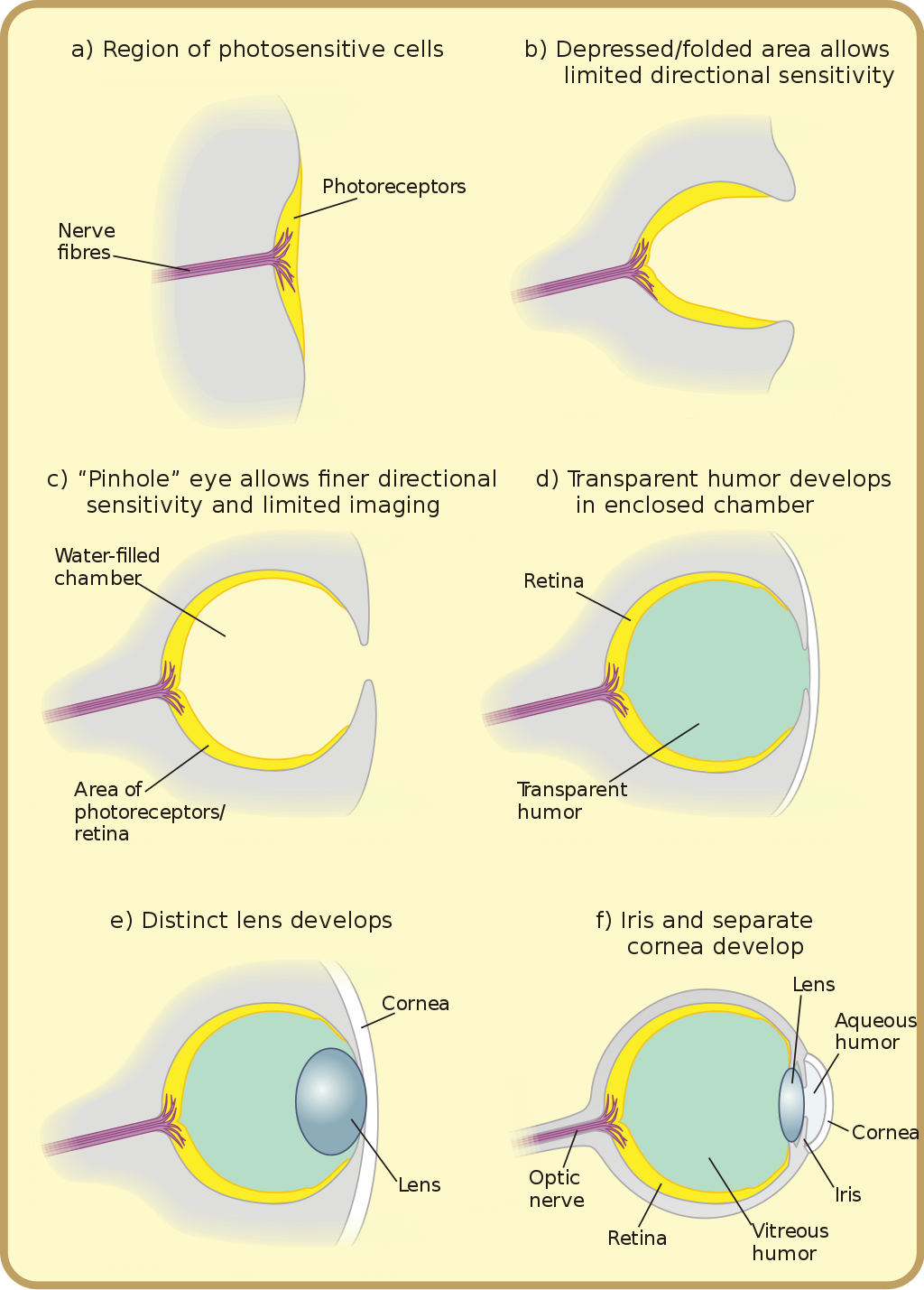 The evolution of an eye (Source: Wikipedia)