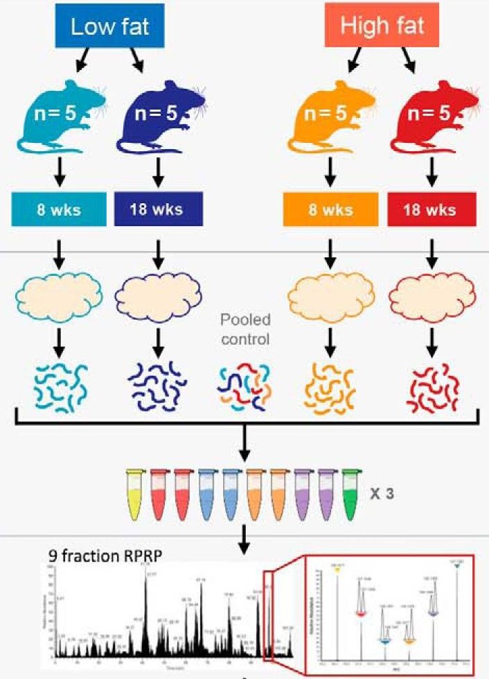 Overview of the experimental design. Taken from Plubell et al. 2017.