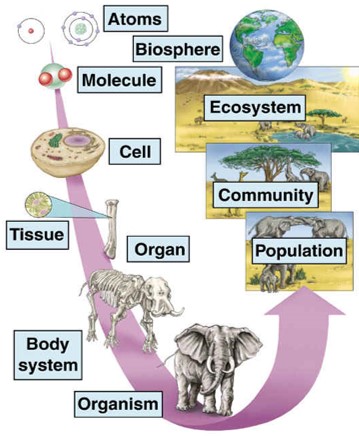 Multicellular organisms and biological organisation (Source: mrssmithsbiology)