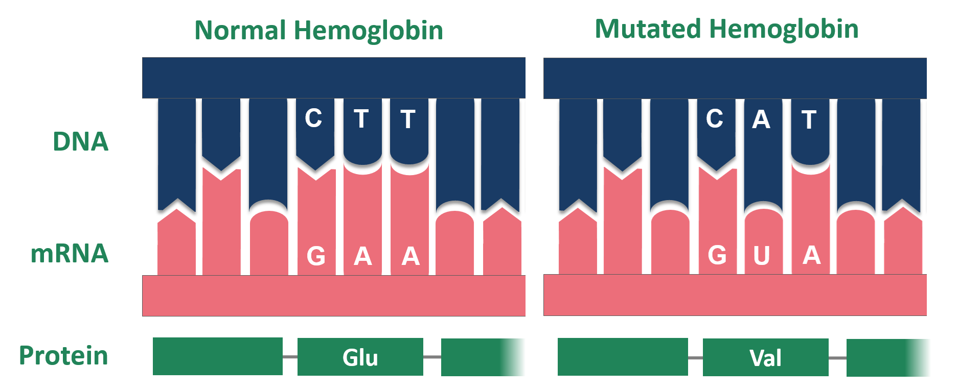 Mutation of Hemoglobin in patients with sickle cell anemia (Source: Wikipedia)