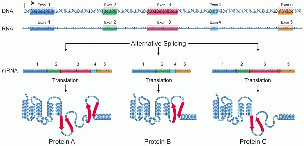 Alternative splicing allows a single gene in Eucaryotes to code for multiple proteins. During alternative splicing particular exons of a gene may be included or excluded from the premature messenger RNA when producing the messenger RNA (mRNA) from that gene. Hence exons can be joined in different combinations, leading to different (alternative) mRNA strands. The proteins translated from alternatively spliced mRNAs thus differ in their amino acid sequence and, often, in their biological functions (Source: Wikipedia)