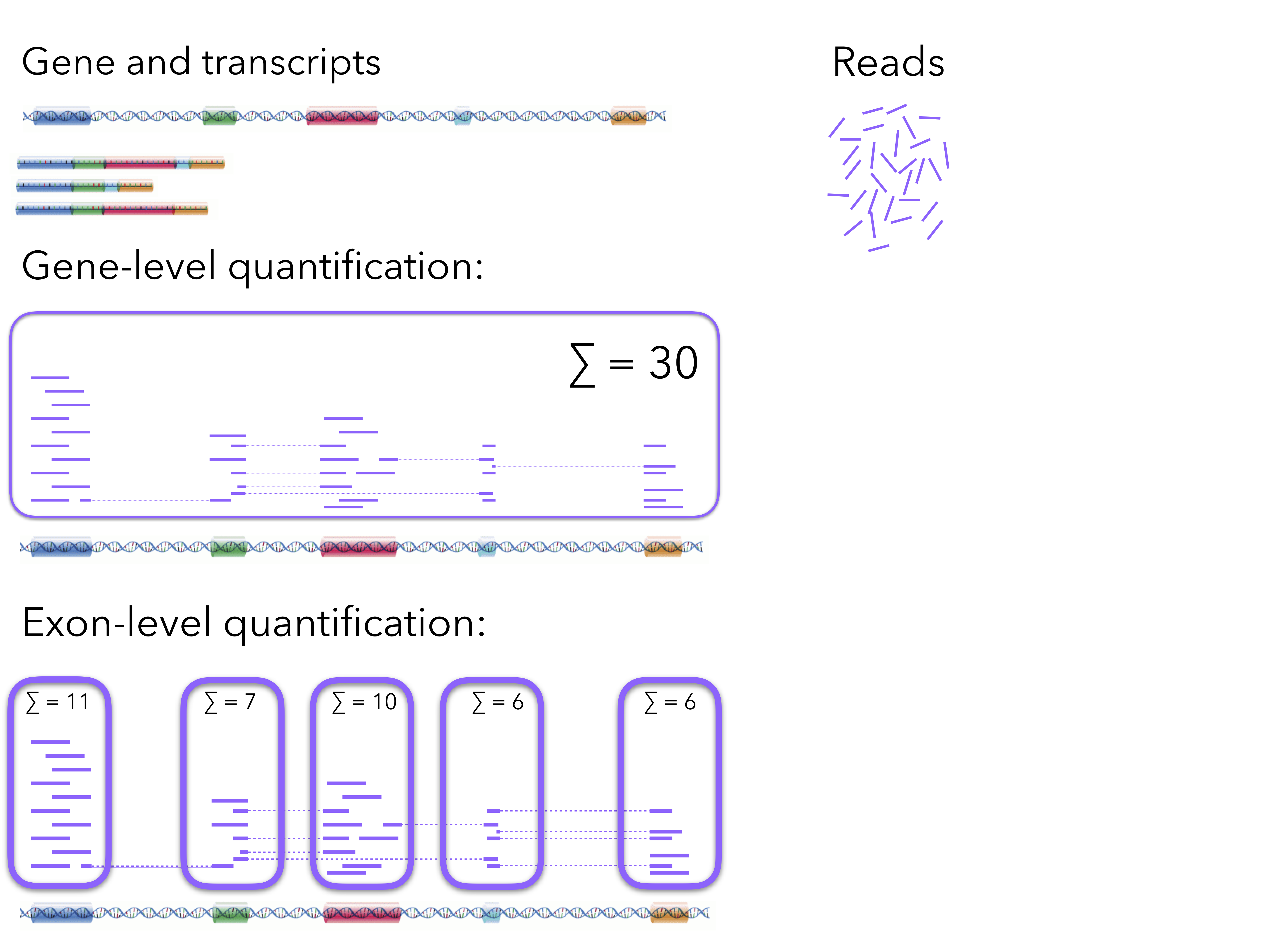 Figure: Gene- and exon-level read counting. Image adapted from Charlotte Soneson.