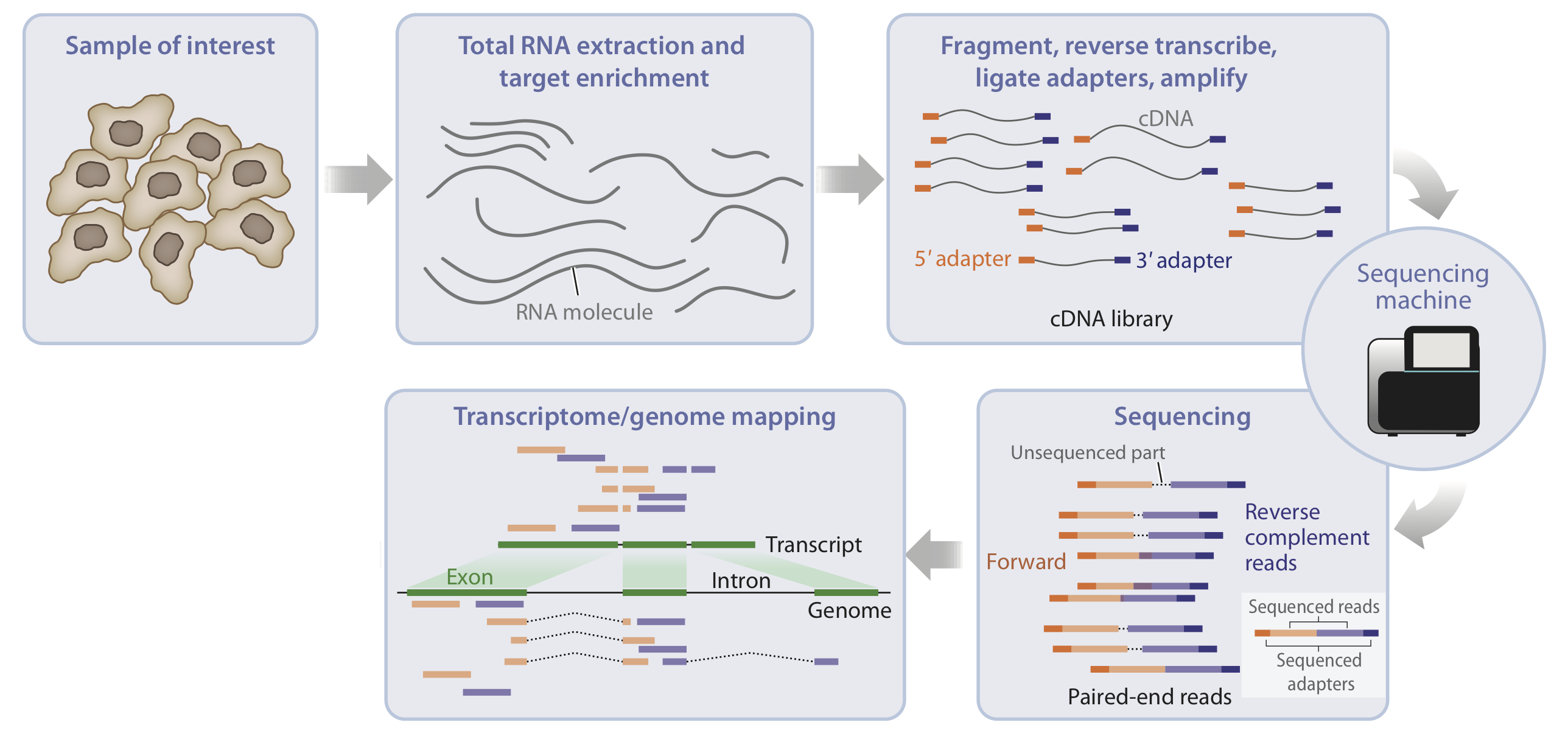 Figure: An updated sequencing workflow, including sequencing and mapping. Image adapted from Van den Berge et al. (2019).