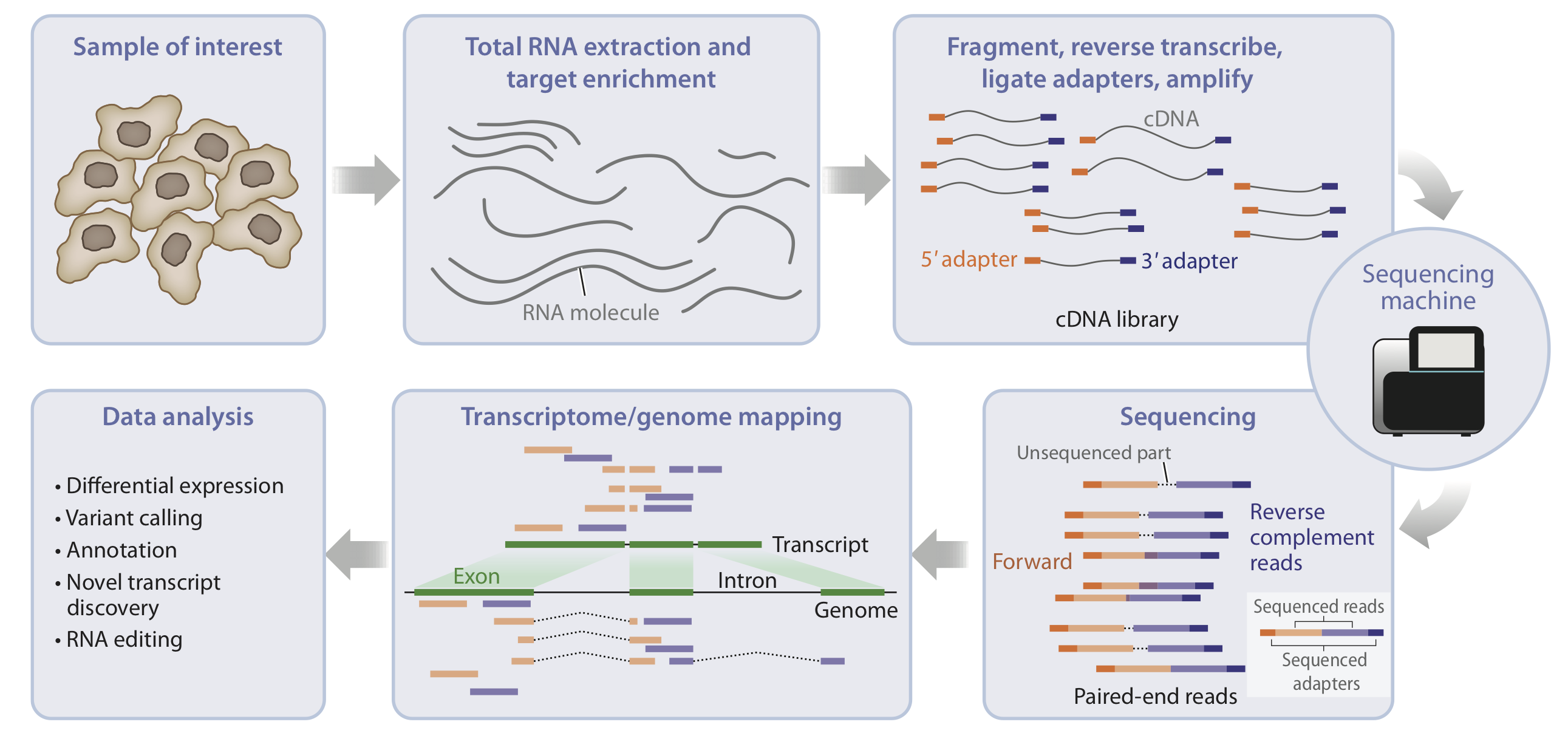 Figure: The sequencing workflow. Image adapted from Van den Berge et al. (2019).