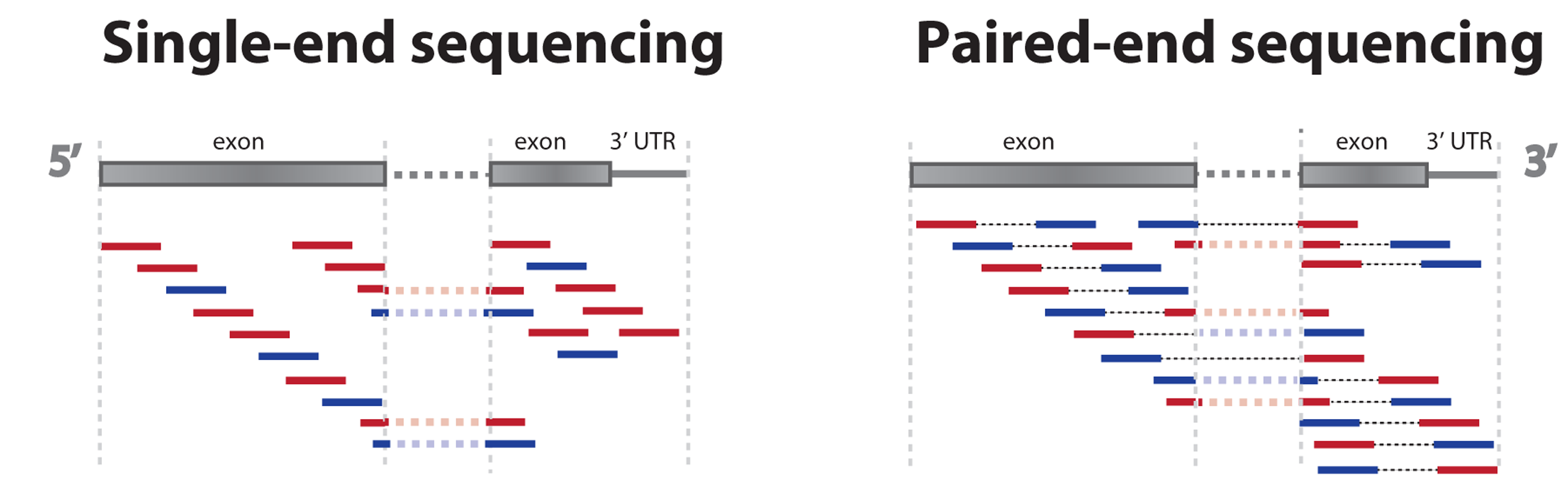 Figure: Single vs paired end sequencing. In contrast to single-end sequencing, paired-end sequencing allows users to sequence both ends of a fragment (Image adopted from Zhernakova et al., 2013, doi.org/10.1371/journal.pgen.1003594).