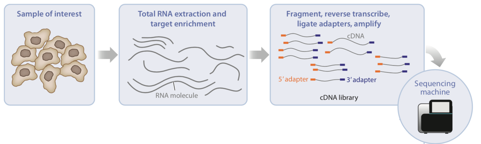 Figure: The sequencing workflow. Image adapted from Van den Berge et al. (2019).