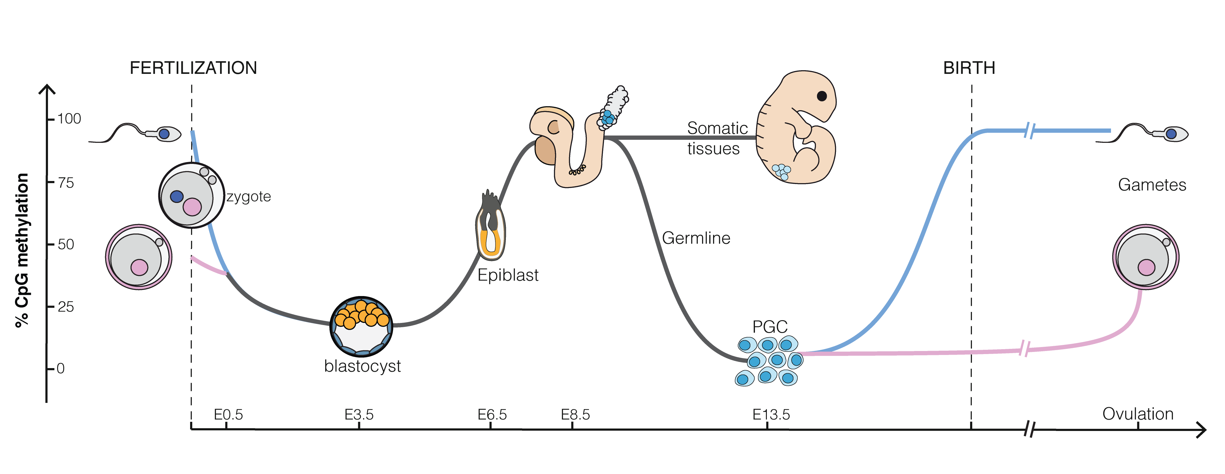 (ref:epiEmbryoLab)