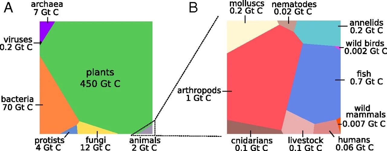 (ref:carbonFixatedCap)