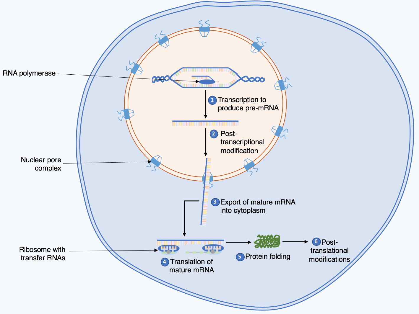 Central Paradigm of Biology: a gene, a specific region in the DNA, is first transcribed into RNA and then into proteins. Note, that for RNA-genes the RNA molecule is the end product itself, which is referred to as non-coding RNA (ncRNA) (Source: Wikipedia)