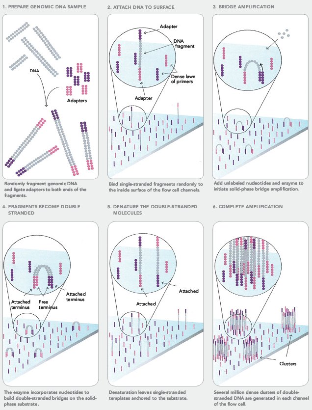 Figure: Illumina sequencing steps 1-6 (Source: Illumina)