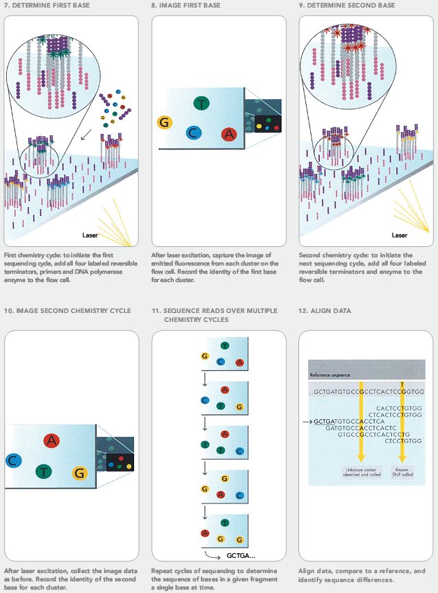 Figure: Illumina sequencing steps 1-6 (Source: Illumina)