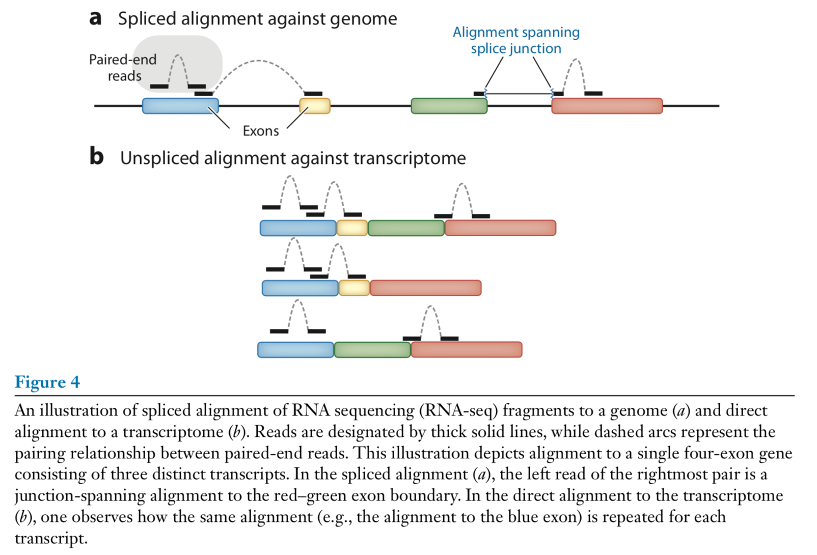 Figure: Unspliced and spliced alignment. Figure from Van den Berge et al. (2019).