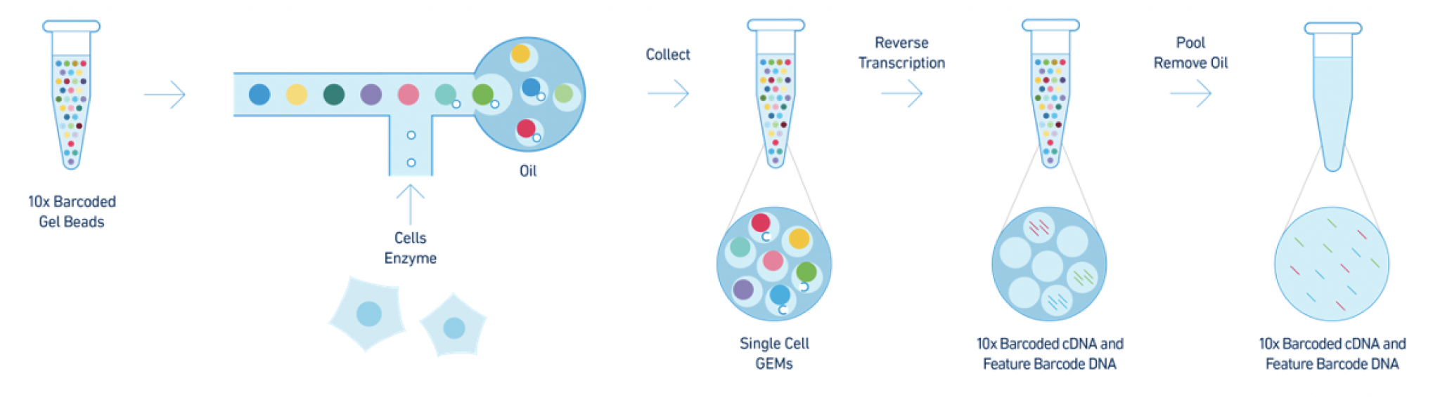 Figure: The 10X Genomics Chromium protocol. Images from 10X Genomics.