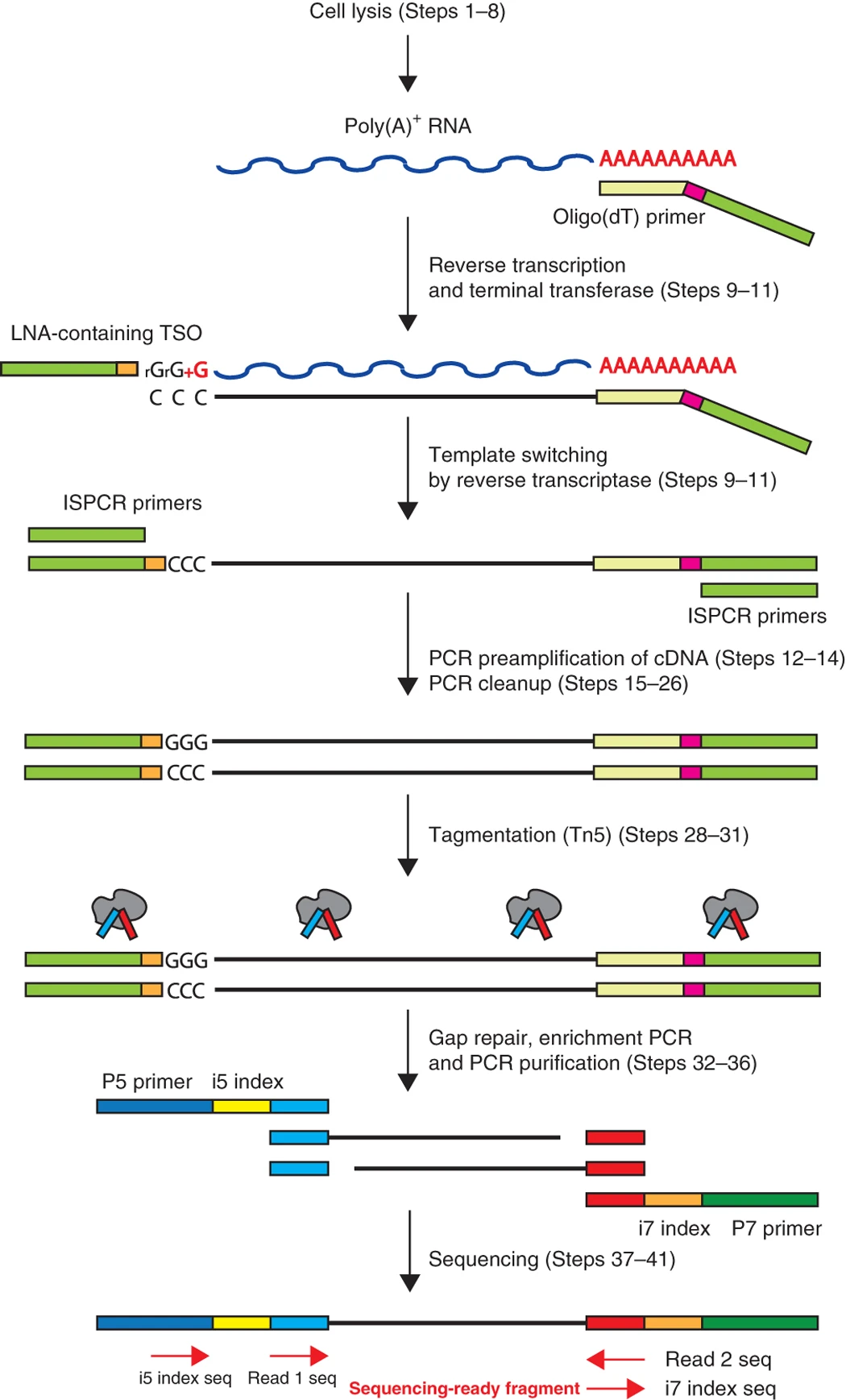 Figure: The SMART-Seq2 library prep workflow. Image from [Picelli *et al.* (2014)](https://www.nature.com/articles/nprot.2014.006).